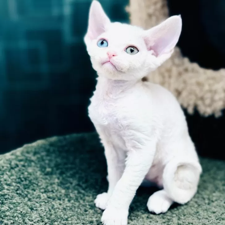 チェリー 様のお迎えした子猫