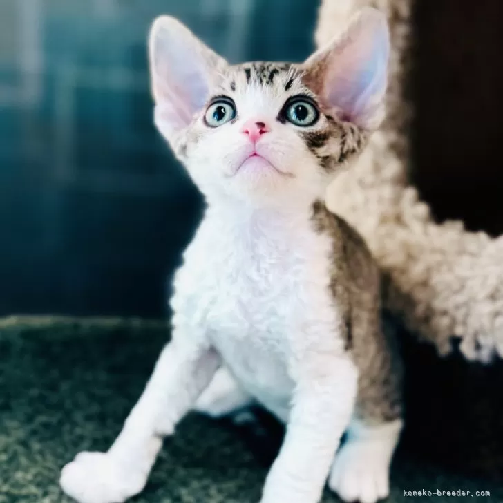 ID：2501-00263の子猫
