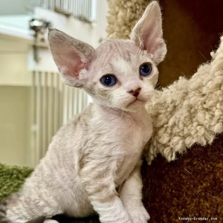 R.A 様のお迎えした子猫