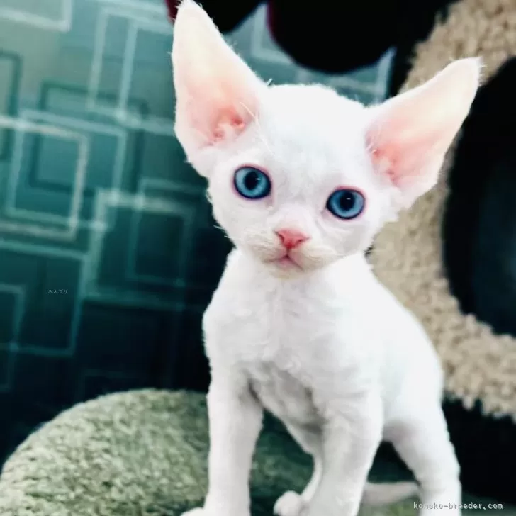 ID:2501-00248の子猫