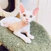 デボンレックス【千葉県・男の子・2025年5月13日・ホワイト】の写真5