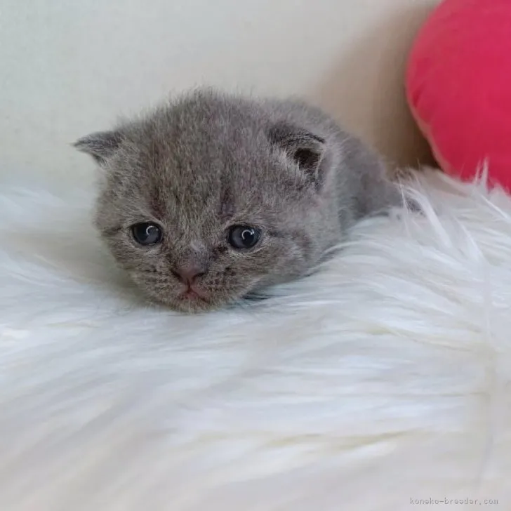 ID：2309-00245の子猫