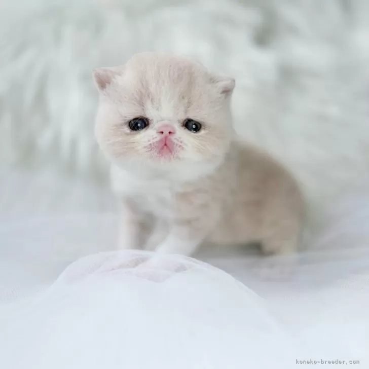 ID:2408-01551の子猫