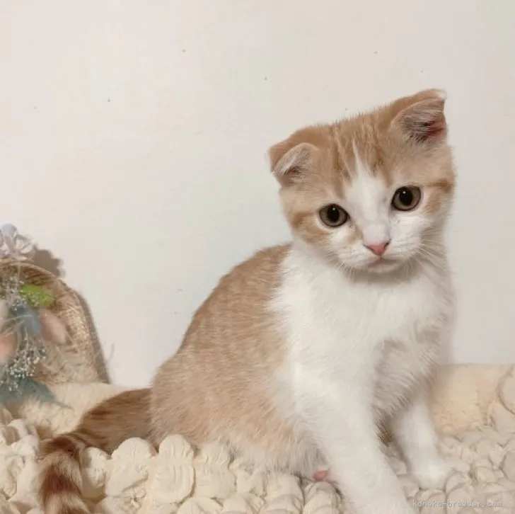 Y.O 様のお迎えした子猫