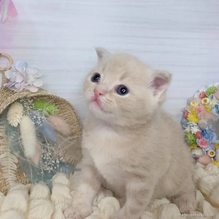 ID：2305-01175の子猫