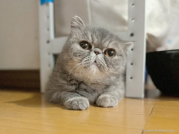 エキゾチックショートヘア【・女の子・2021年8月30日・ブルーパッチドタビー】「まんまるお顔🩷」