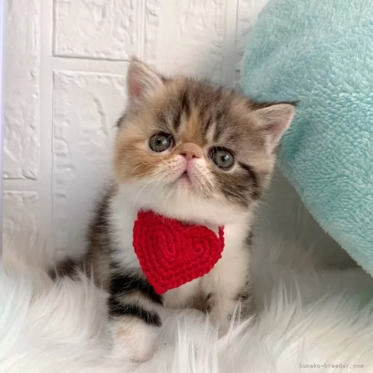 ID：2402-00962の子猫