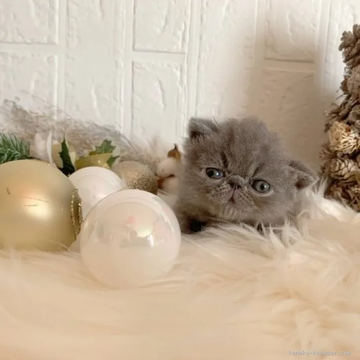 ID：2311-00570の子猫