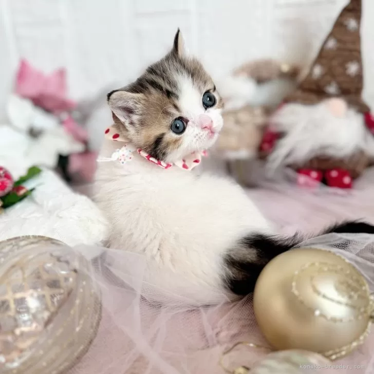 ID：2411-02867の子猫