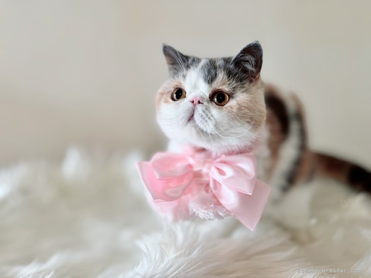 エキゾチックショートヘア【・女の子・2023年10月13日・ダイリュートキャリコ】