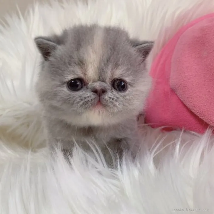 ID：2305-00888の子猫