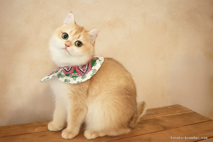 ブリティッシュショートヘア【・女の子・2024年3月9日・ゴールデンシェーデッド】