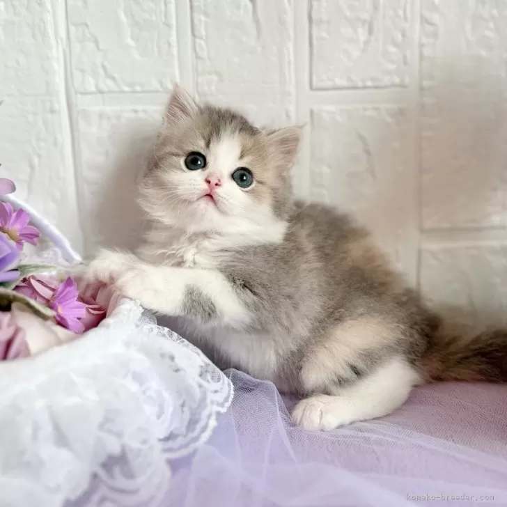 ID：2408-02235の子猫