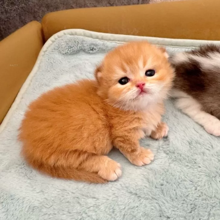 ID：2409-02588の子猫