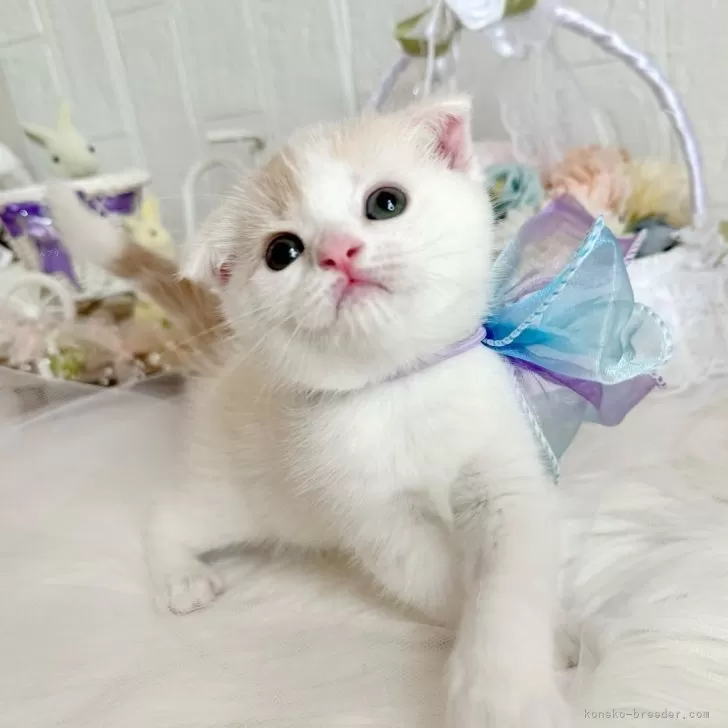 ID:2407-00984の子猫