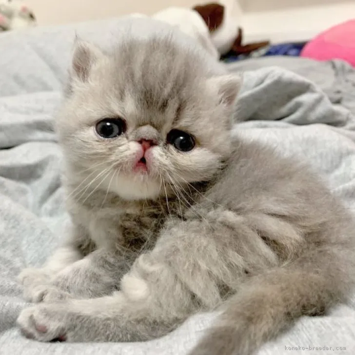 ID：2310-02008の子猫