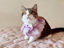 マンチカン【・女の子・2024年1月13日・キャリコ】