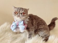 エキゾチックショートヘア【・女の子・2021年8月30日・ブルーパッチドタビー】