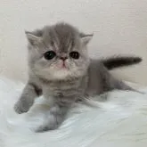 エキゾチックショートヘア【北海道・女の子・2023年5月28日・ブルータビー】の写真3「ぷるぷるしながらあるくよ🩷」