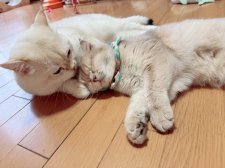 ブリティッシュショートヘア【・男の子・2023年5月5日・ゴールデンポイント】「優男です🩷」