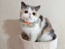 エキゾチックショートヘア【・女の子・2023年10月13日・ダイリュートキャリコ】