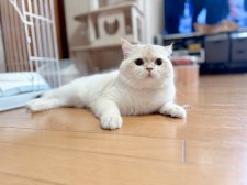 ブリティッシュショートヘア【・男の子・2023年5月5日・ゴールデンポイント】「ばぶ顔ちゃん🩷」