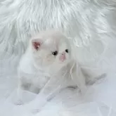 エキゾチックショートヘア【北海道・男の子・2024年7月26日・クリーム&ホワイト】の写真5「ぺたんこお鼻ちゃん🤭🩷」