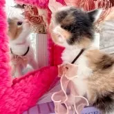 ラガマフィン【北海道・女の子・2025年2月2日・キャリコ】の写真10