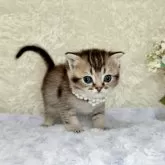 スコティッシュフォールド(折れ耳)【北海道・男の子・2025年1月25日・ブラウンタビーシェーデッド】の写真11