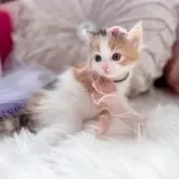 ラガマフィン【北海道・女の子・2025年2月2日・キャリコ】の写真12