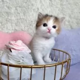 ラガマフィン【北海道・女の子・2025年2月2日・キャリコ】の写真14