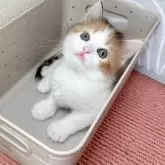 ラガマフィン【北海道・女の子・2025年2月2日・キャリコ】の写真15