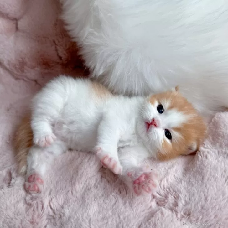 ID：2507-00034の子猫