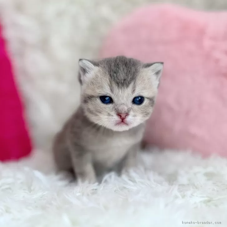 ID：2502-00911の子猫