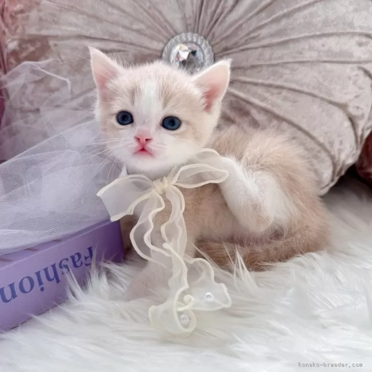 ID:2502-00920の子猫