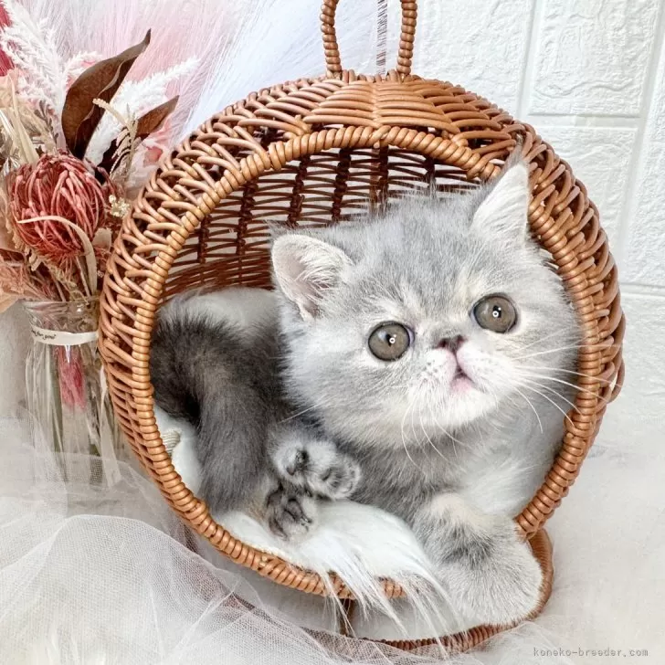 ID：2509-03028の子猫