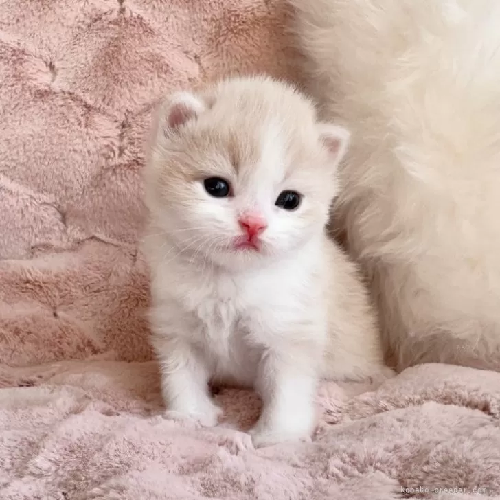 スコティッシュフォールド(立ち耳)【北海道・男の子・2025年10月19日・クリーム&amp;ホワイト】の写真1「とにかくまんまーるです💚」