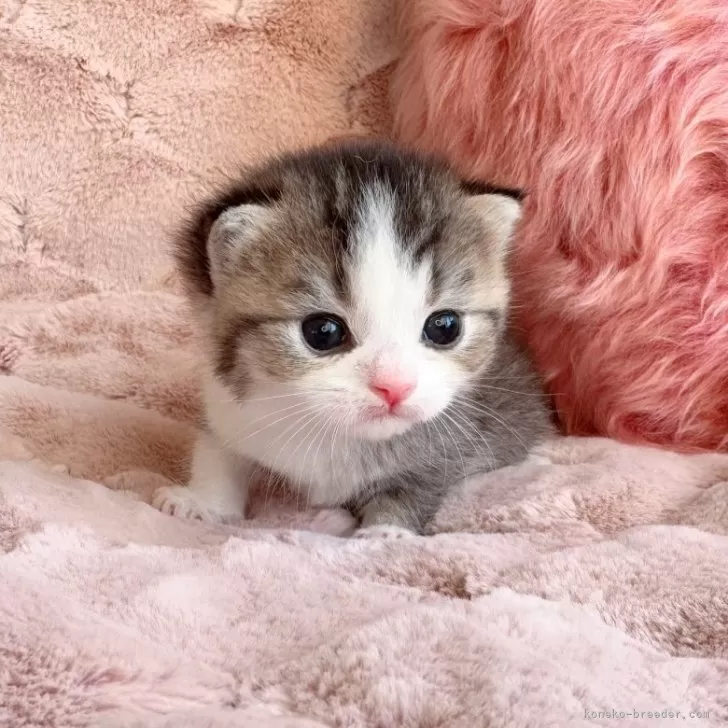 スコティッシュフォールド(折れ耳)【北海道・女の子・2025年10月19日・ブラウンタビー&amp;ホワイト】の写真1「cute girl🩷」