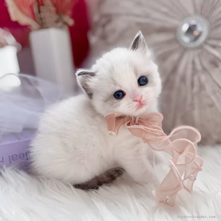 ID：2502-01530の子猫