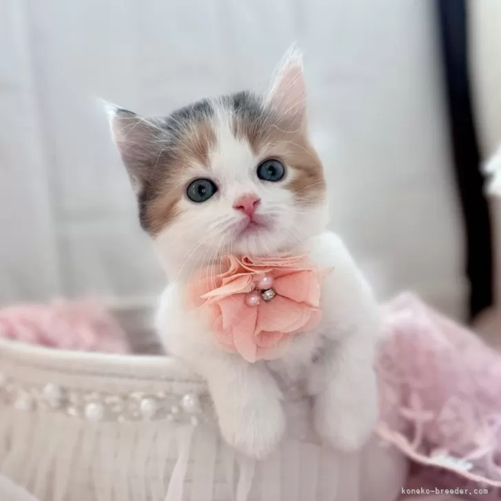 ID：2502-01529の子猫