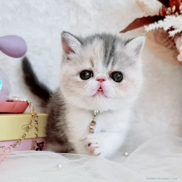 ID:2509-03037の子猫