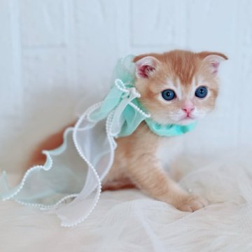 スコティッシュフォールド(折れ耳)【北海道・男の子・2025年10月19日・レッド&ホワイト（ショート）】の写真「ぽわわんお顔の癒しBoy💙12/1お写真UP✨」