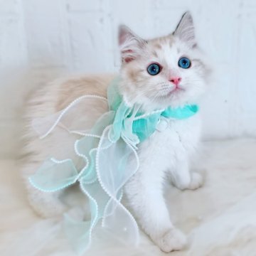 ラグドール【北海道・男の子・2025年8月27日・シールリンクスポイントバイカラー】の写真「イケメンプリンス💚12/1お写真UP✨」
