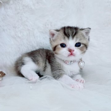 スコティッシュフォールド(折れ耳)【北海道・女の子・2025年10月19日・キャリコ(薄め)（ショート）】の写真「ブリ顔のかわいこちゃん💛」