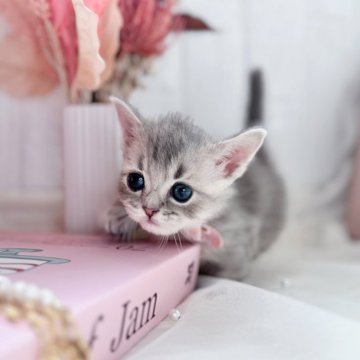 マンチカン(短足)【北海道・女の子・2025年3月15日・ブルーシェーデッド】の写真「超おっとりの甘えたgirl🧡」
