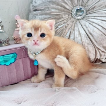 スコティッシュフォールド(折れ耳)【北海道・男の子・2025年10月19日・レッド（ショート）】の写真「ぽわわんお顔の癒しBoy💙最新お写真UP✨」