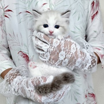 ラグドール【北海道・男の子・2025年8月27日・シールポイントバイカラー】の写真「イケメンプリンス💚お写真UP✨」