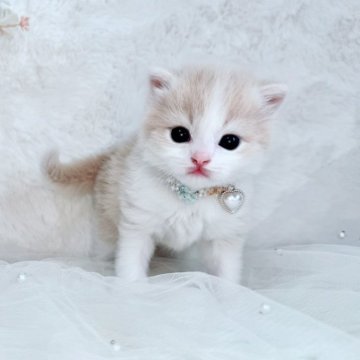 スコティッシュフォールド(立ち耳)【北海道・男の子・2025年10月19日・クリーム&ホワイト（ショート）】の写真「まんまるむちむちのイケメンくん💚」