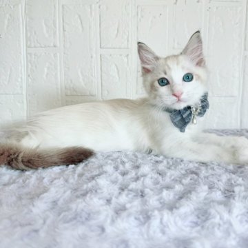 ラグドール【北海道・男の子・2025年8月27日・シールリンクスポイントバイカラー】の写真「ぽわわん癒し系Boy💛お写真UP✨」