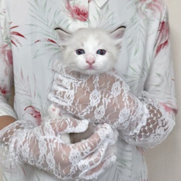 ラグドール【北海道・男の子・2025年8月27日・シールポイントバイカラー】の写真「ぽわわん癒し系Boy💛お写真UP✨」